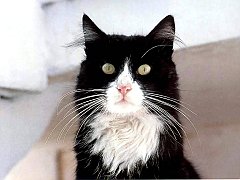 Gatti (204)